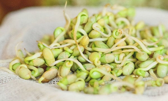 Đừng vội vứt! Những loại thực phẩm càng nảy mầm càng bổ dưỡng, nhiều người vẫn tưởng phải bỏ ngay