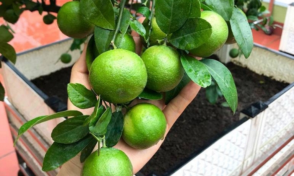 Lợi ích khi trồng chanh