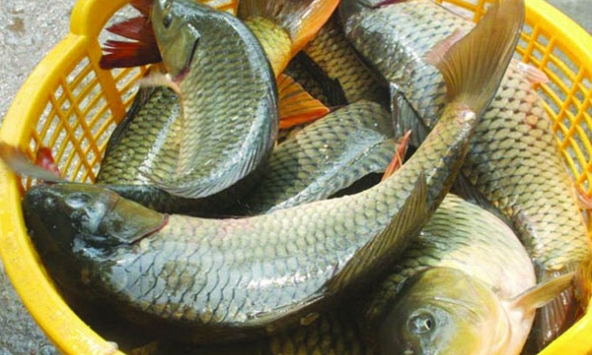 Lời khuyên khi mua cá