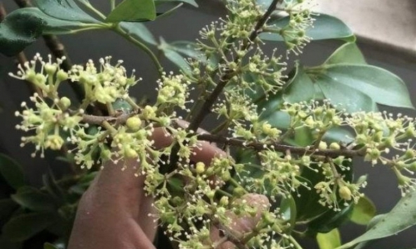 Hiện tượng cây ngũ gia bì nở hoa