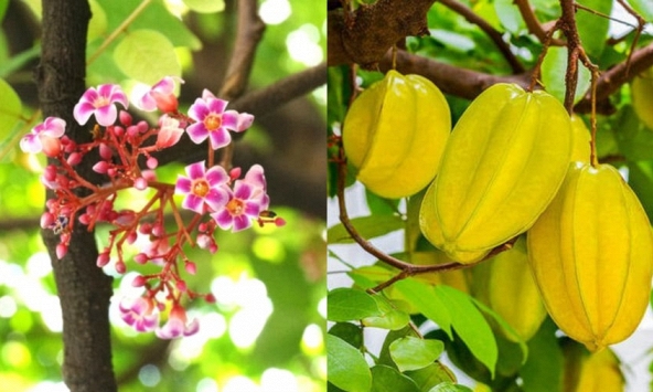 Hiện tượng cây khế nở hoa