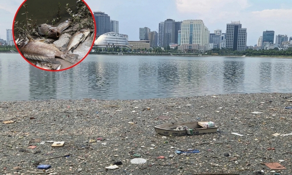 Cá chết nổi trắng góc hồ ở Hà Nội, bốc mùi nồng nặc, chính quyền nhận định nguyên nhân