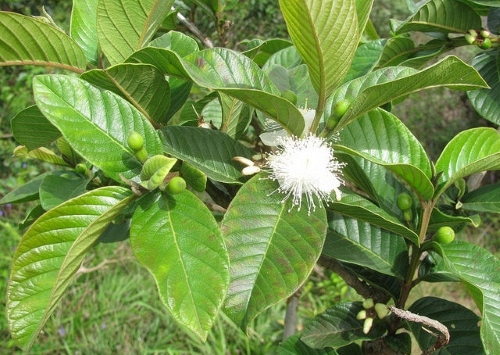 Hiện tượng cây ổi nở hoa