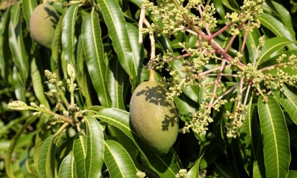 Hiện tượng cây xoài nở hoa