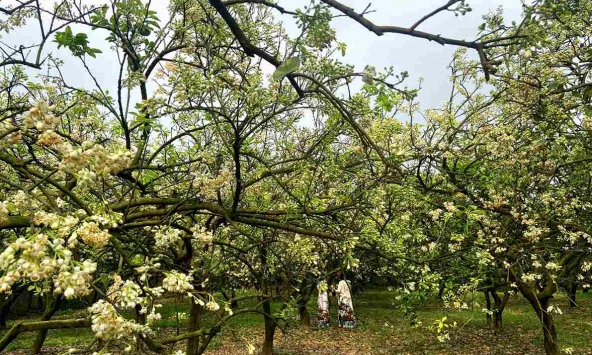 Khi cây bưởi nở hoa