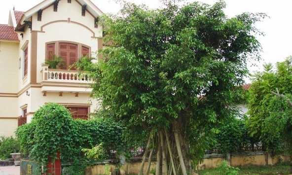 4 loại cây cản tài lộc, không nên trồng trong nhà 
