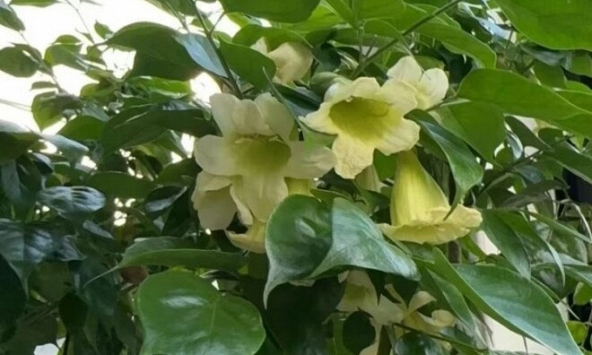 4 lời khuyên dành cho các gia đình đang trồng cây hạnh phúc