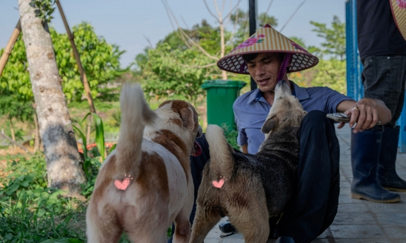 'Sân nhà nhiều chó' giữa nắng nóng 40 độ: 600 bé chó cần được giải nhiệt mỗi ngày và những ca làm không có giờ kết thúc