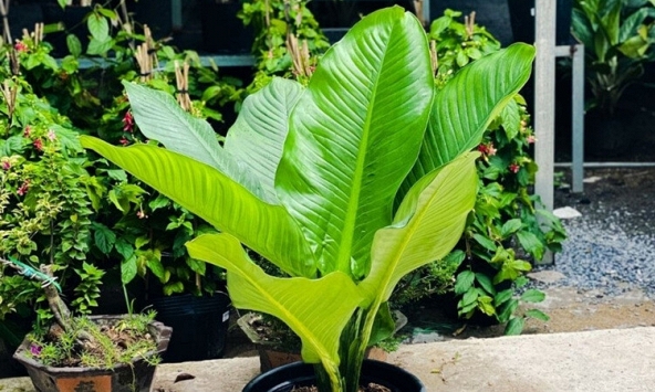 5 lợi ích khi trồng cây đại phú gia
