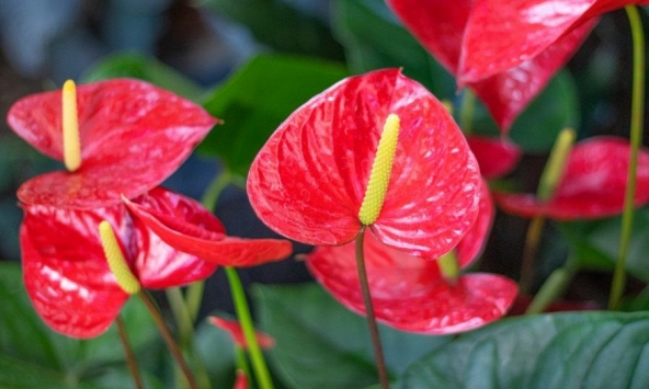 5 lời khuyên dành cho các gia đình đang trồng cây hồng môn