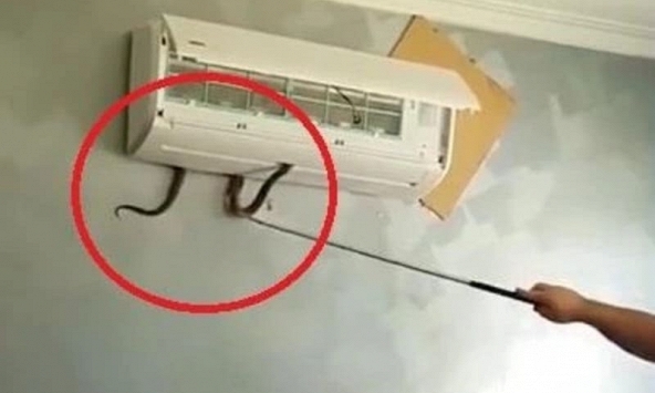 Cách phòng tránh rắn chui vào điều hòa trong ngày hè