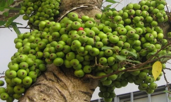 Hiện tượng cây sung nở hoa