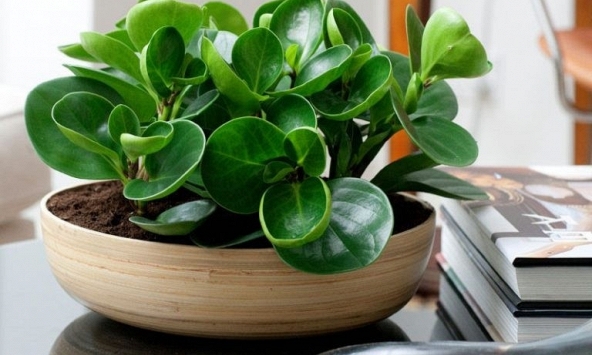 4 lời khuyên dành cho các gia đình đang trồng cây trường sinh