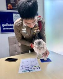 Mèo cưng bỗng run lẩy bẩy khi chủ về phòng, cô gái xem lại camera rồi vội báo cảnh sát ngay trong đêm