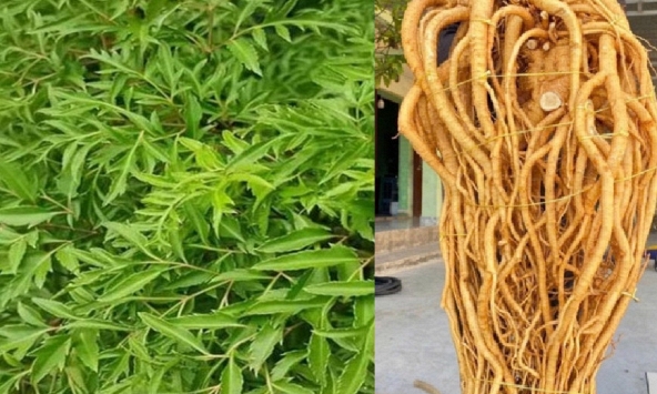 Công dụng của cây đinh lăng