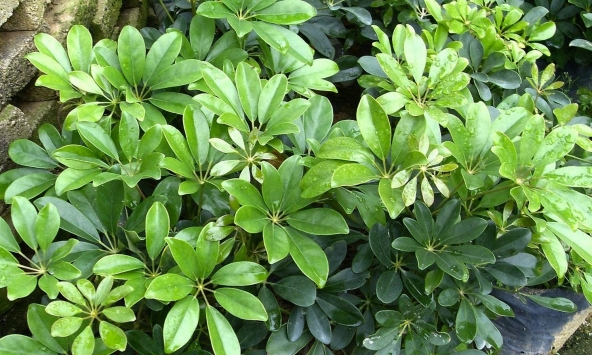 Công dụng của cây ngũ gia bì