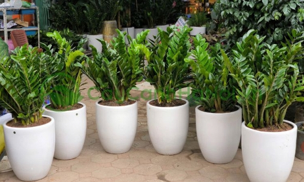 Công dụng của cây kim tiền