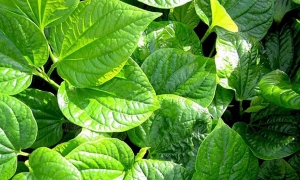 Công dụng của cây lá lốt