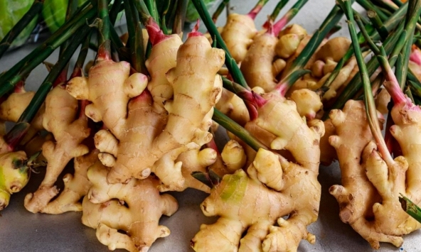 7 lợi ích của cây gừng