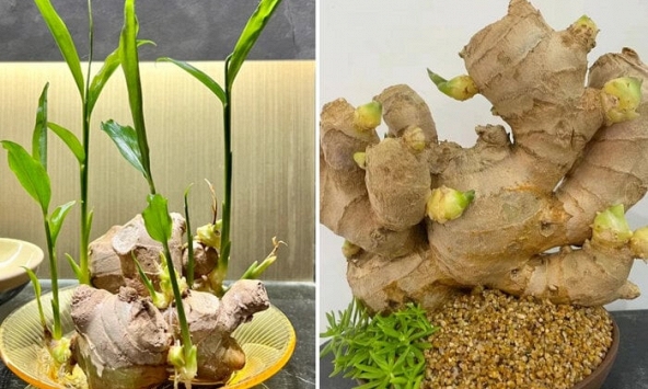 Vì sao nhiều gia đình thích trồng gừng quanh nhà?