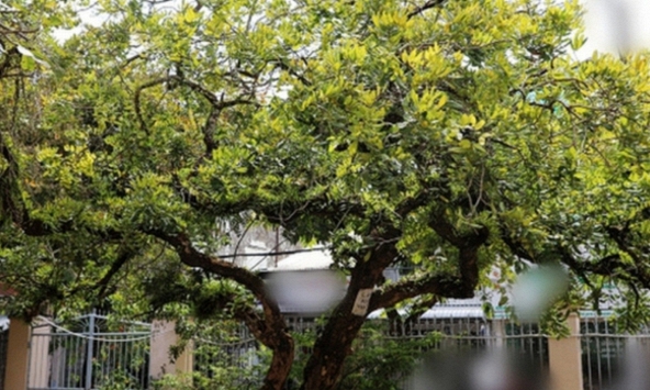 Người xưa dặn: Nhà có 5 cây này, không chỉ đẹp sang, càng trồng càng may mắn, bảo sao người giàu thích mê