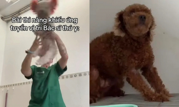 Bác sĩ thú y ở TP.HCM bị chỉ trích khi giày vò chó mèo ở phòng khám, càng lên tiếng càng gây phẫn nộ