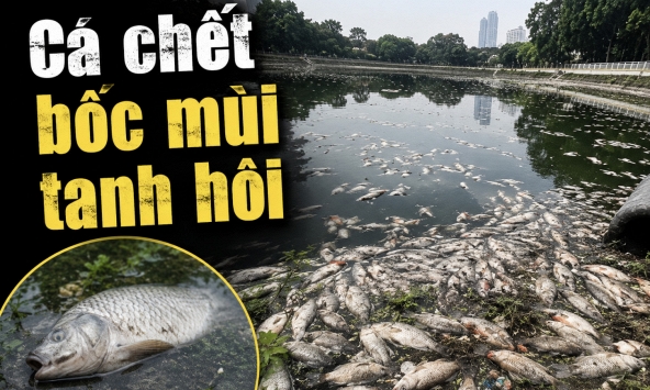 Công viên Nghĩa Đô trở thành 'bãi tử địa của cá', mùi tanh hôi bốc lên nồng nặc: Người dân nói sự việc đã 3-4 ngày nay