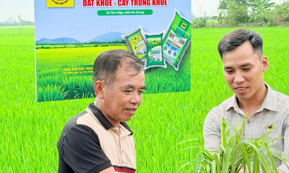 Lo từ gốc để cây lúa khỏe hơn
