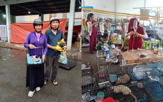 'Nhiều bé lở loét, nhiễm trùng nặng, hoảng sợ' và câu chuyện phía sau đội ngũ y tế ngày đêm chăm sóc 400 chú mèo được giải cứu