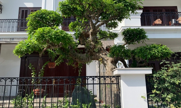 Người xưa dặn: Trước cửa có 3 cây này chẳng khác nào giữ báu vật trong nhà, tài lộc tụ về, con cháu dễ thành đạt