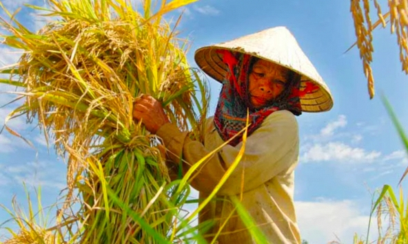 Kinh tế tập thể 2030: Chuyển mình từ 'manh mún' sang 'số hóa' và công nghệ cao