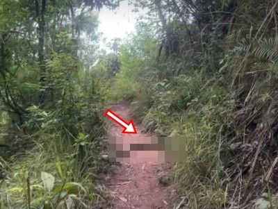 Đang leo núi, du khách giật mình thấy 'quái vật' dài hàng mét chắn ngang đường: Chuyên gia lập tức có mặt