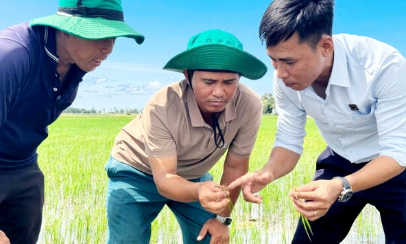 Hồi sinh đất phèn để cho cánh đồng lúa luôn xanh khỏe