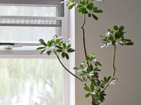 Người thông minh trồng cây không chọn bừa: Chỉ giữ 4 loại này trong nhà, lợi ích nhiều người chưa biết