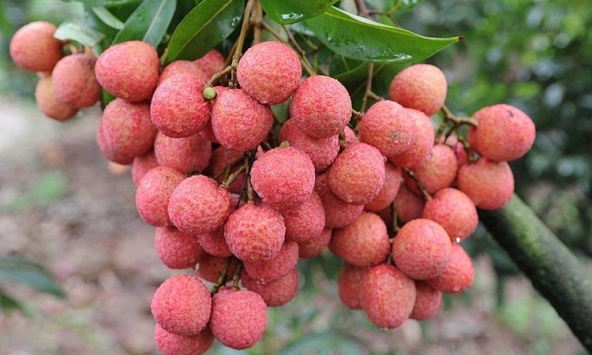 Vì sao tuyệt đối không nên ăn quả vải khi đói bụng?