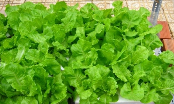 5 loại rau củ đúng mùa lại giải nhiệt, chứa nguồn vitamin khổng lồ, đi chợ mà thấy thì nên mua