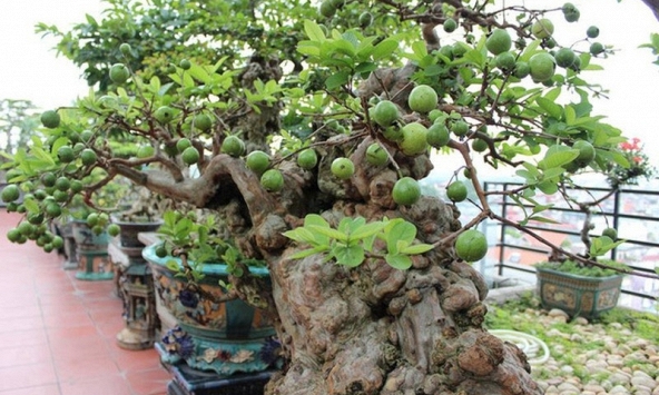 Có một loại cây được người xưa xem như 'báu vật' của sân vườn, nhà nào cũng từng có