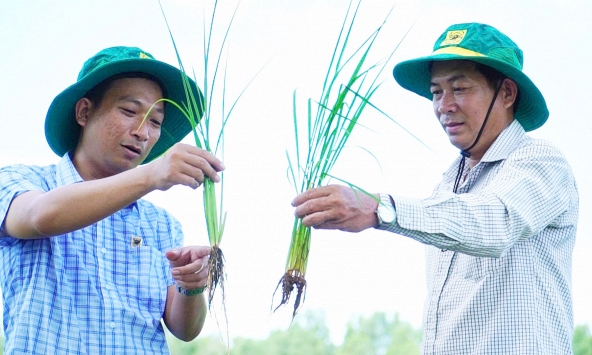 Chuyện người nông dân ‘đánh thức’ vùng đất phèn