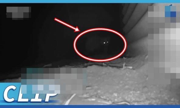 15 con gà biến mất sau 1 đêm, chủ nhà chết lặng khi thấy 3 sinh vật lạ trốn dưới đất: Liền gọi chuyên gia