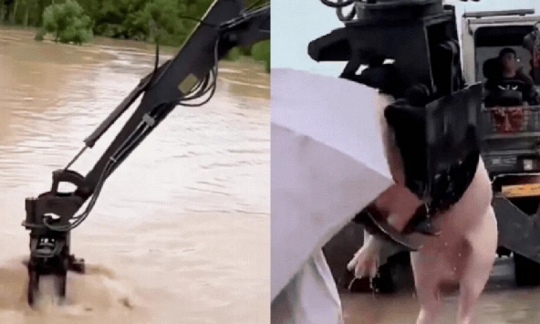 Máy xúc biến thành 'máy gắp thú' khổng lồ, giải cứu đàn lợn bị lũ lớn cuốn trôi