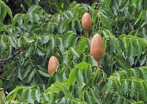 Vì sao gọi là cây dái ngựa?