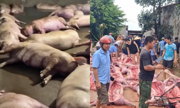 Bắc Ninh: Sét đánh gây mất điện làm hơn 550 con lợn chết ngạt, thiệt hại 5,5 tỷ đồng