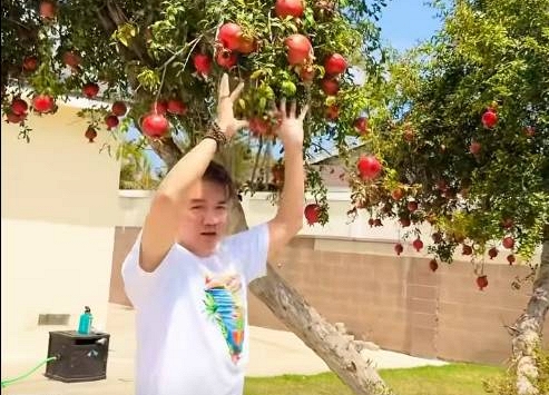Nam ca sĩ đình đám một thời U60 đi bán cà phê ở TP.HCM khoe biệt thự tại Mỹ, vườn cây xanh trĩu quả