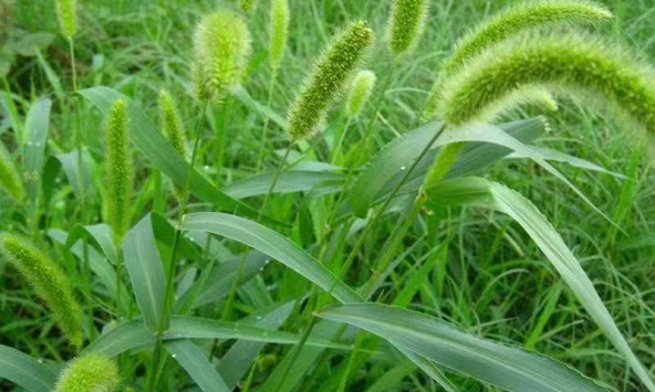 Vì sao gọi là cỏ đuôi chó?