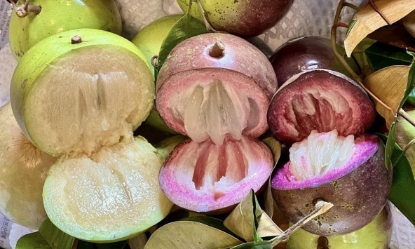 Vì sao gọi là quả vú sữa?