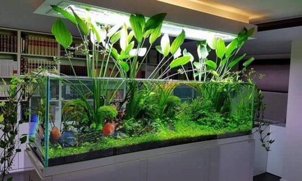 Lời khuyên cho những người thích trồng cây thủy sinh trong nhà