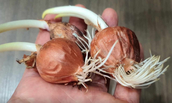 Hành, tỏi mọc mầm có ăn được không?