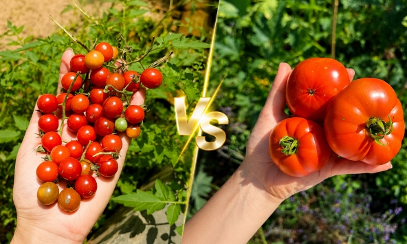 Cà chua bi và cà chua thường cái nào tốt hơn cho sức khỏe?