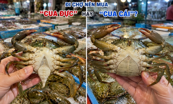 Đi chợ nên mua 'cua đực' hay 'cua cái'?