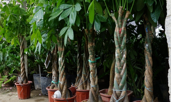 4 cây cảnh có dáng mọc ngược đời, cứ tưởng 'lỗi tạo hóa': Có cây mọc rễ từ cành, cây lại ra quả giống hình bàn tay